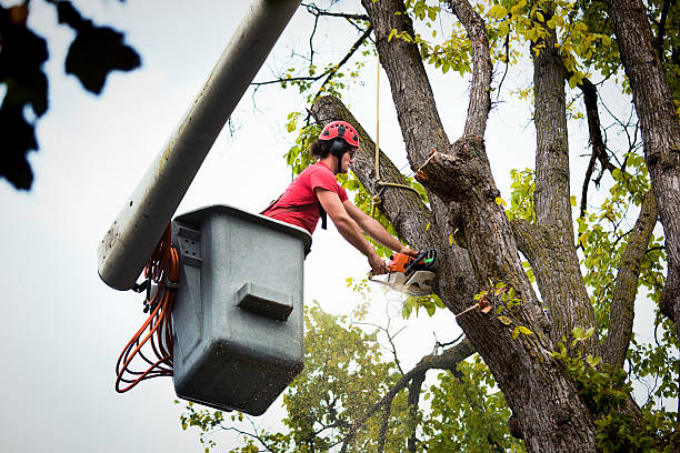 Best Local Tree Services  in Valley Springs, CA